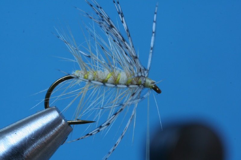 Rebhuhnhechel