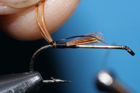 Zweite Wicklung um die Schwanzbasis Zweite Wicklung um die Schwanzbasis