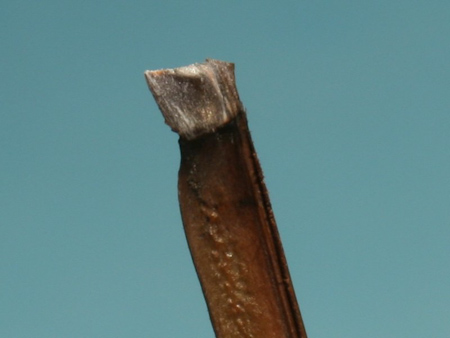 Biotnotch-1