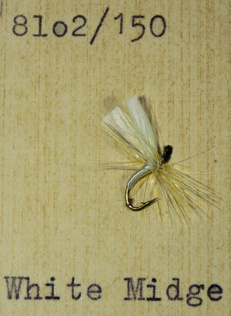 White Midge
