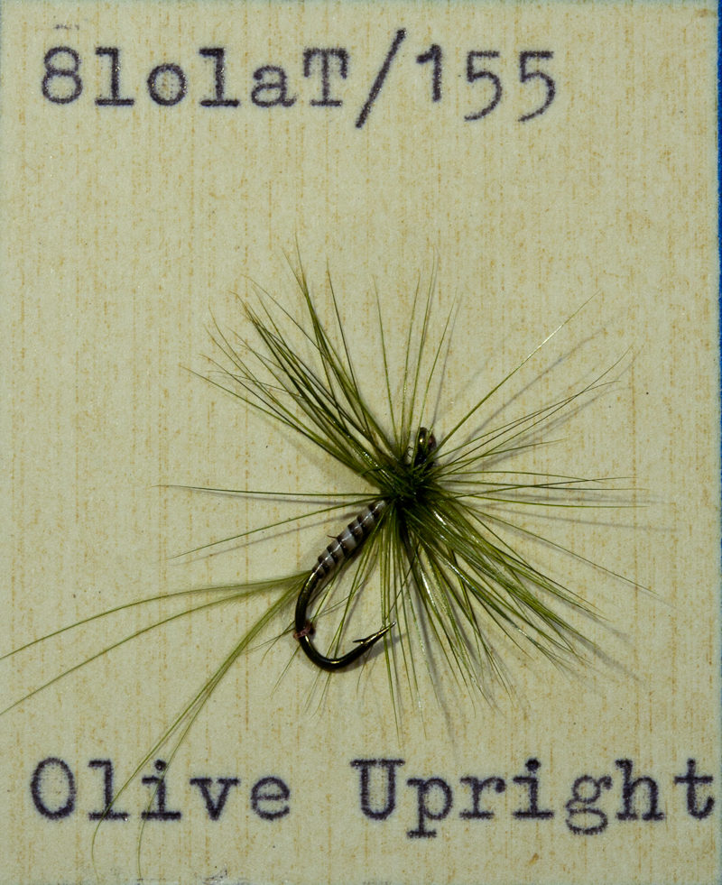 Olive Upright