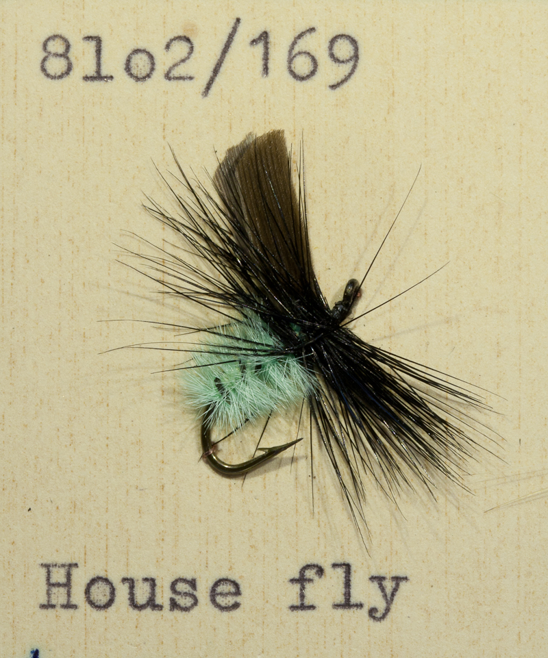 House Fly