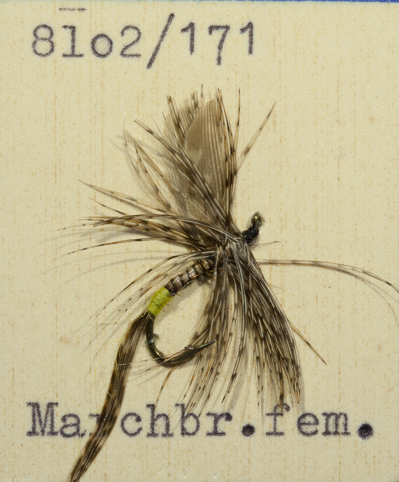 Marchbrown female