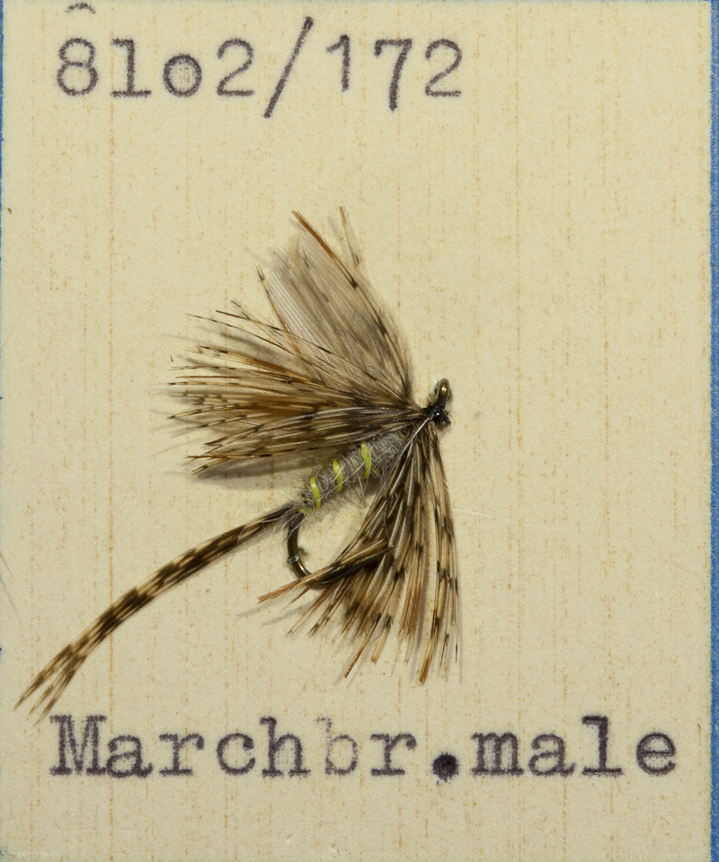 Marchbrown Male
