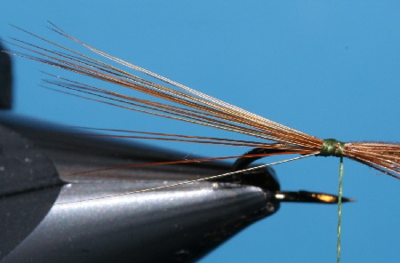 Fertiger F�cherschwanz