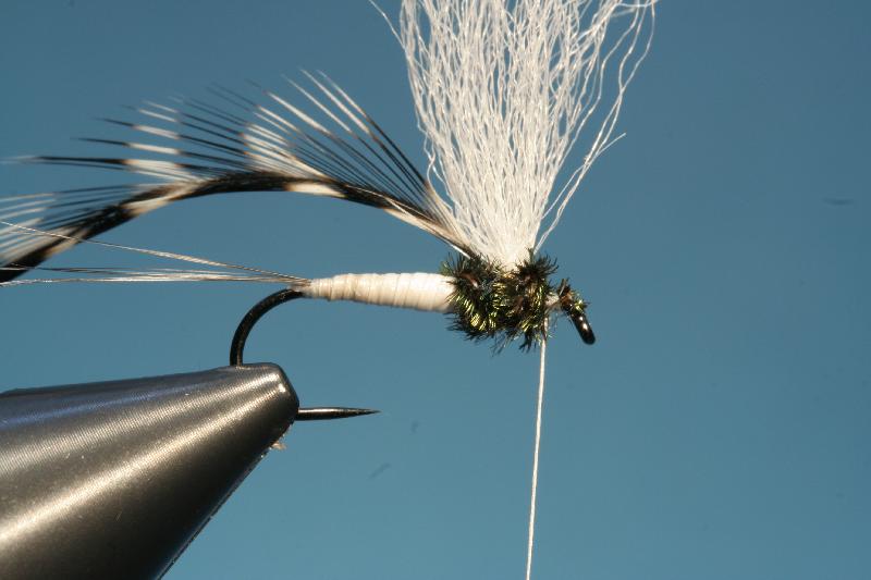 Thorax