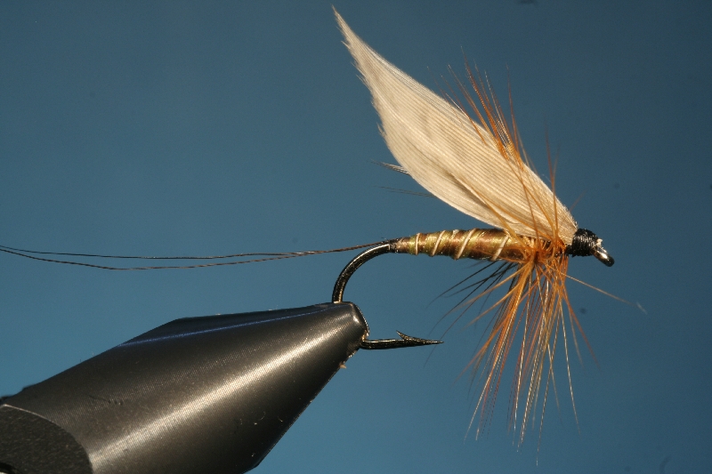 GreatRedSpinner1