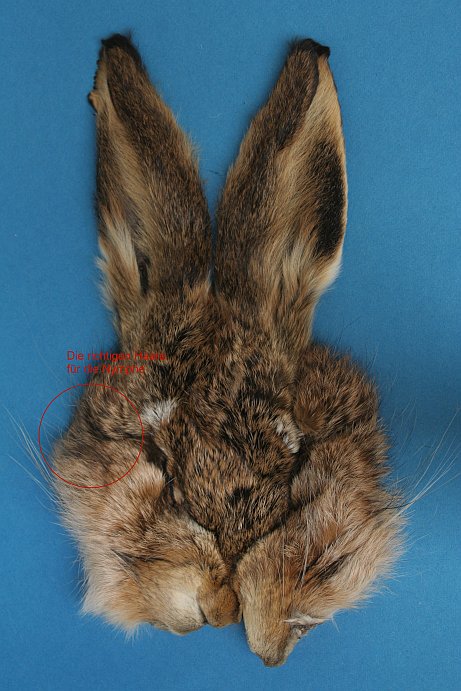 Hasenmaske - Material f�r Nymphe