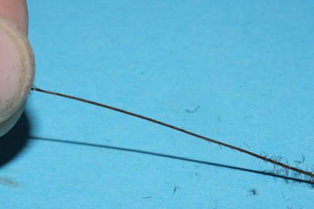 gestrippte Pfauenfiber