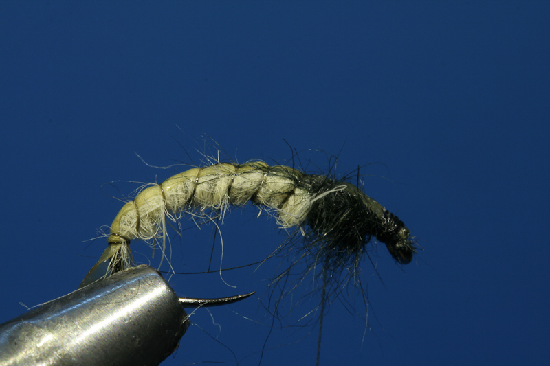 Koecherfliegenlarve-K�rperrippung