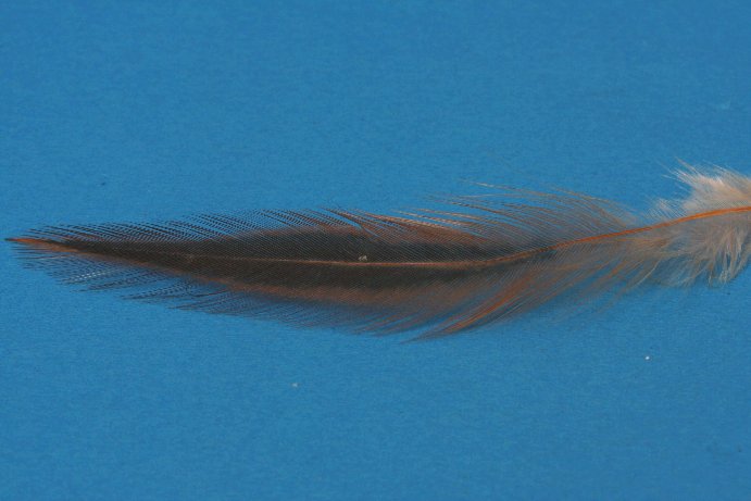 Hennenhechelfeder