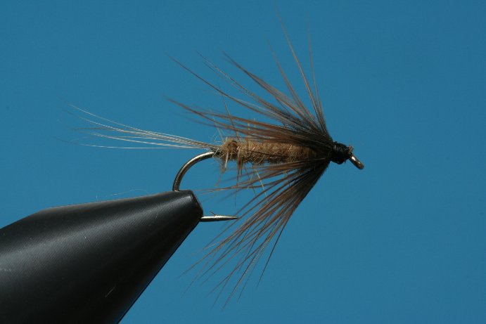 Fliege mit Hennenhechel
