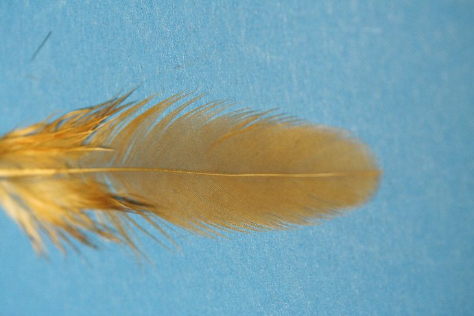 breite Hennenhechel