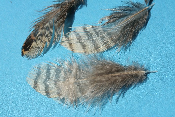 Waldschnepfe - Woodchuck