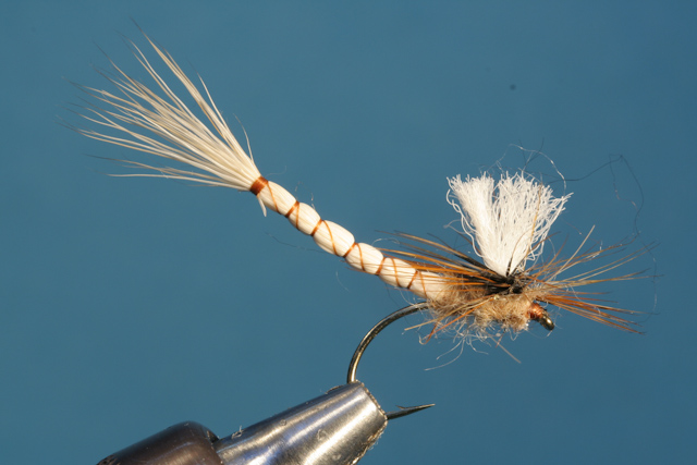Maifliege mit extended Body