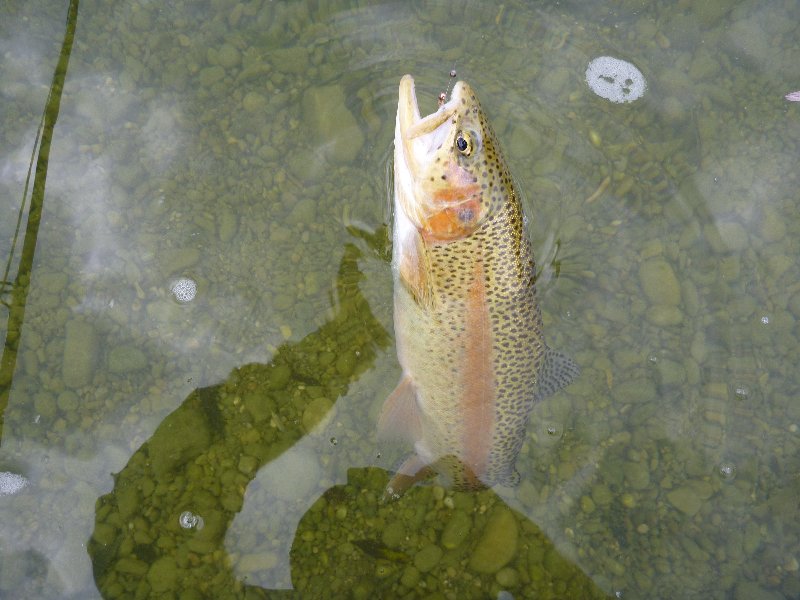 Mangfall - leicht goldgef�rbte Regenbogenforelle