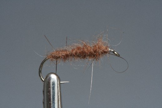 Muskrat_verdrillt