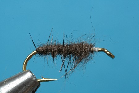 Nutria verdrillt Nutria verdrillt