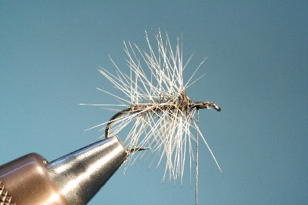 Palmerhechel mit unbehandelter Feder