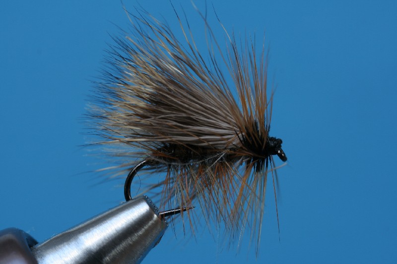 Rehhaar Sedge