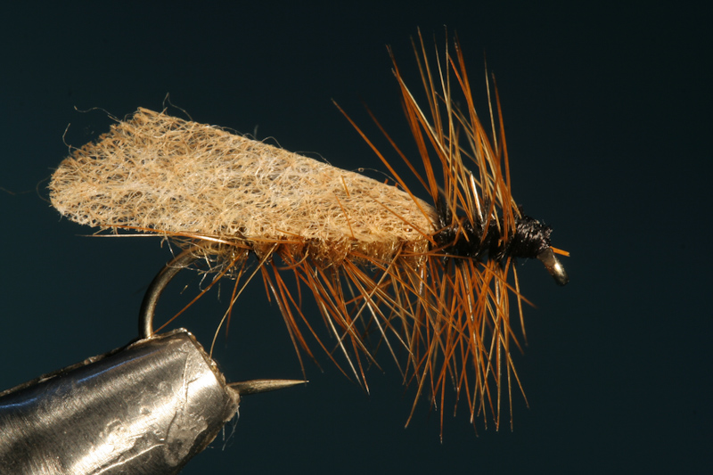Sedge