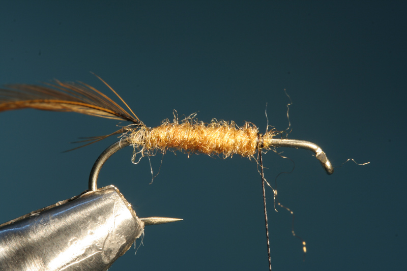 Sedge-6