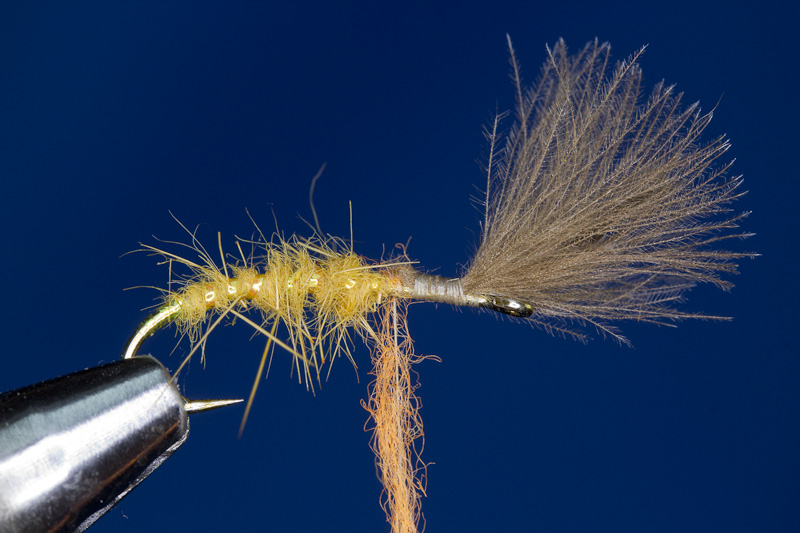 Shuttle Emerger- Thorax Dubben