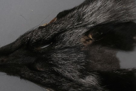 Silberfuchs Kopf Silberfuchs Kopf