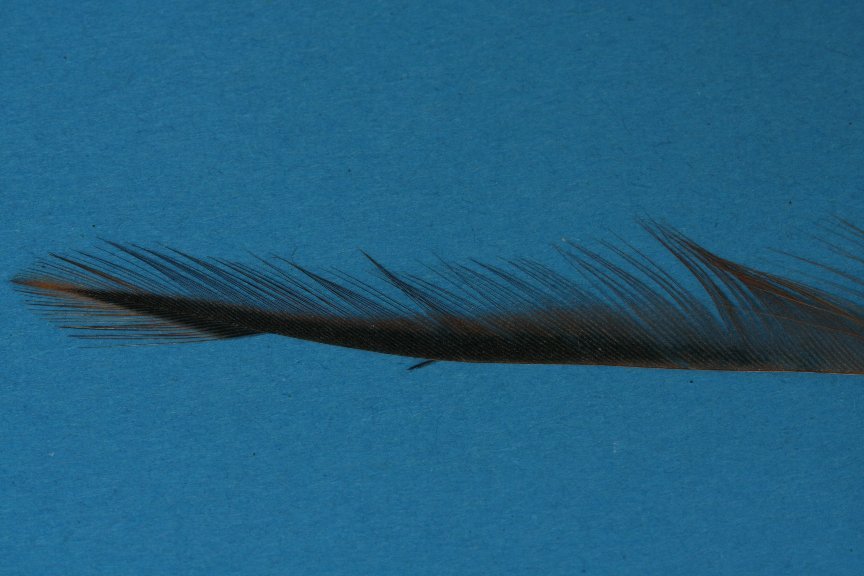 Hennenhechel vorbereiten