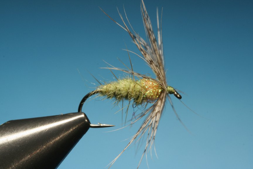 Softhackle086