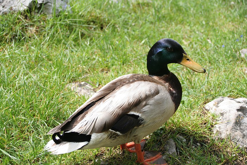 Stockente