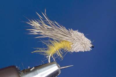 Streaking Caddis-