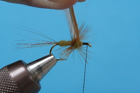Thorax205a