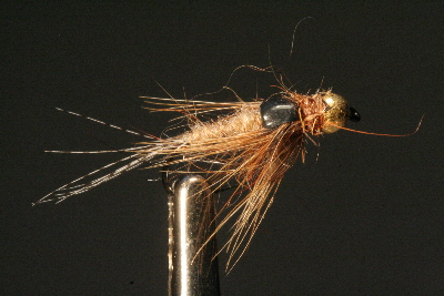 Goldkopfnymphe