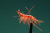 CDC Shrimp