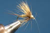 Wren Tail oder Froschh�pfer