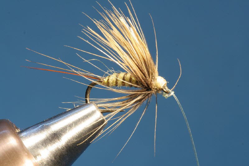 Wren Tail oder Froschh�pfer