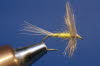 Blue winged Olive