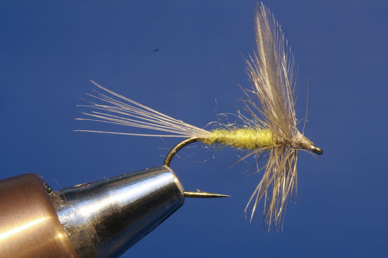 Blue winged Olive