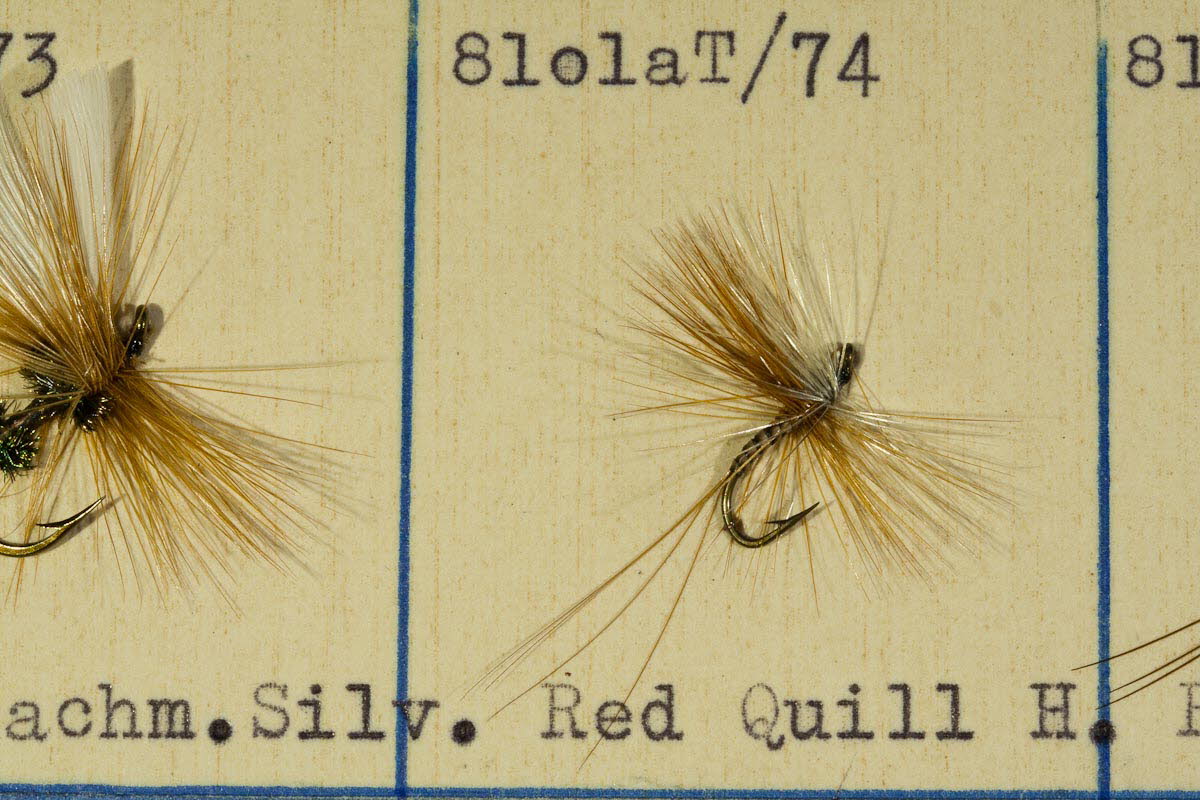Red Quill H.