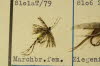 Marchbrown Female