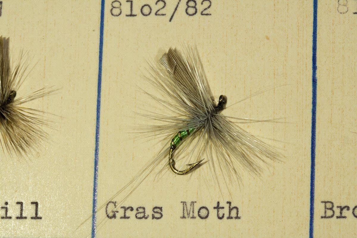 Gras Moth