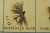 Gei�ler's Moth