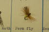 Fern Fly