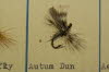 Autumn Dun