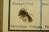 Partridge Orange