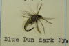 Blue Dun Dark Nymphe