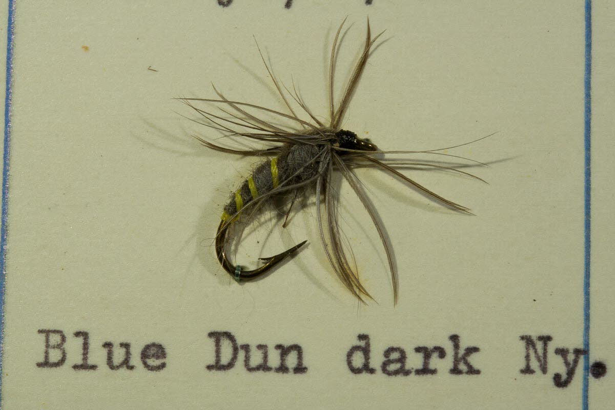 Blue Dun Dark Nymphe