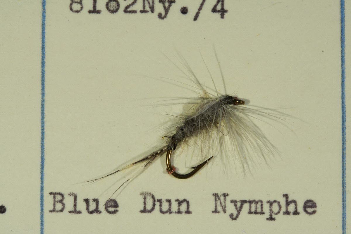 Blue Dun Nymphe