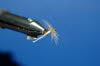 White Sedge von oben